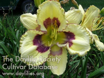 Daylily Forever in Love